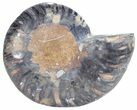 Split Black Ammonite (Half) - Unusual Coloration #55629-1